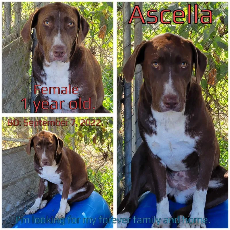 Ascella thumbnail 4