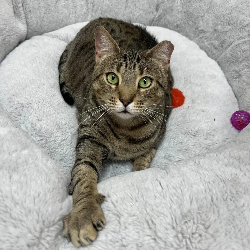 An adult small-sized female Brown / Chocolate Domestic Short Hair cat named Stapler for adoption in Medina, OH