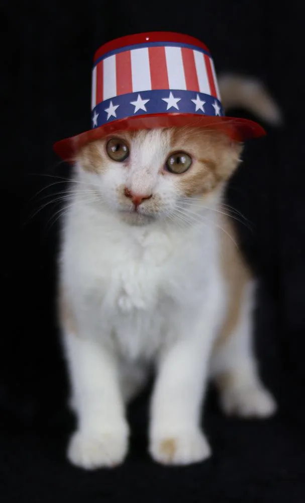 A baby small-sized female Orange & White Domestic Short Hair cat named Salami for adoption in Lewisburg, TN
