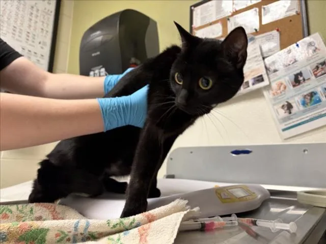 An adult medium-sized female Domestic Short Hair cat named Luna for adoption in Chapel Hill, NC