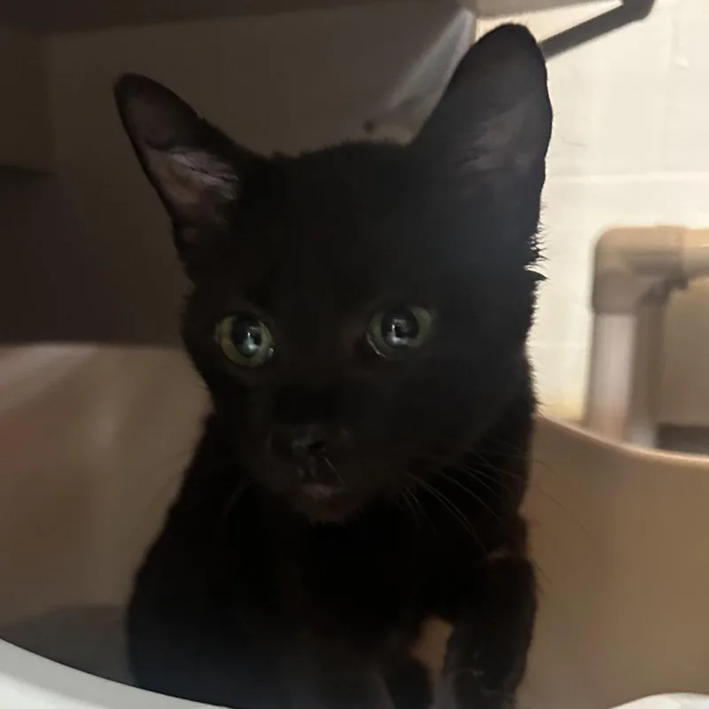 An adult medium-sized female Black Domestic Short Hair cat named Lisa Frank for adoption in Sarasota, FL