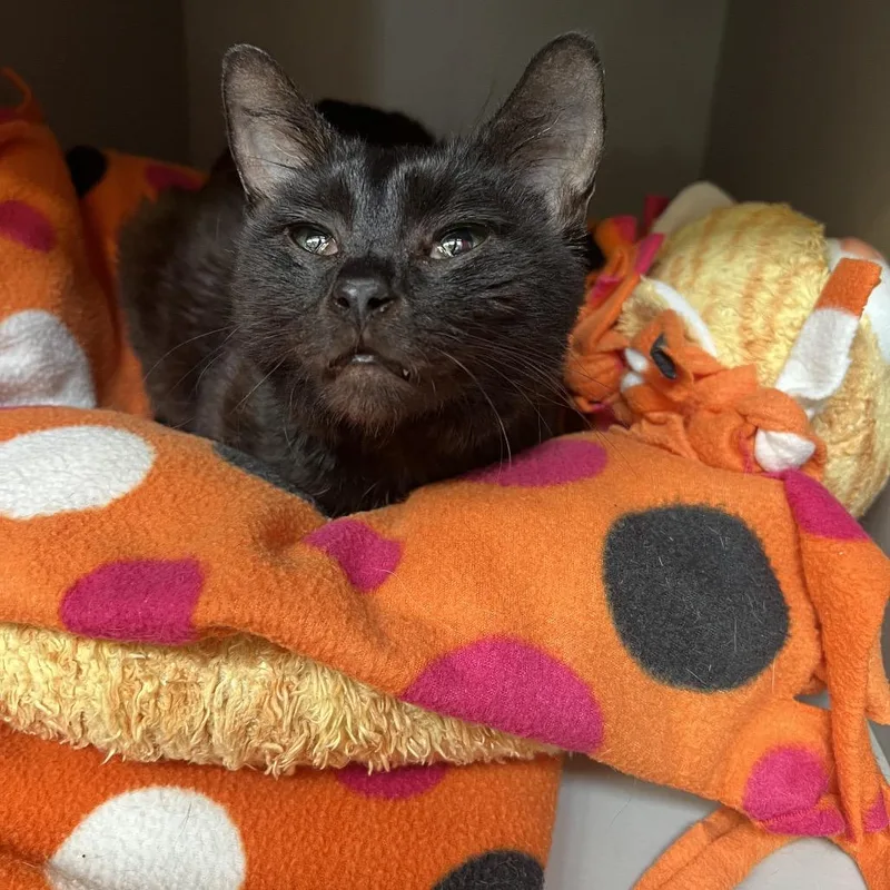 Lisa Frank thumbnail 2