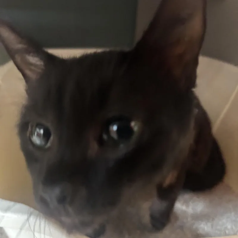 Lisa Frank thumbnail 4