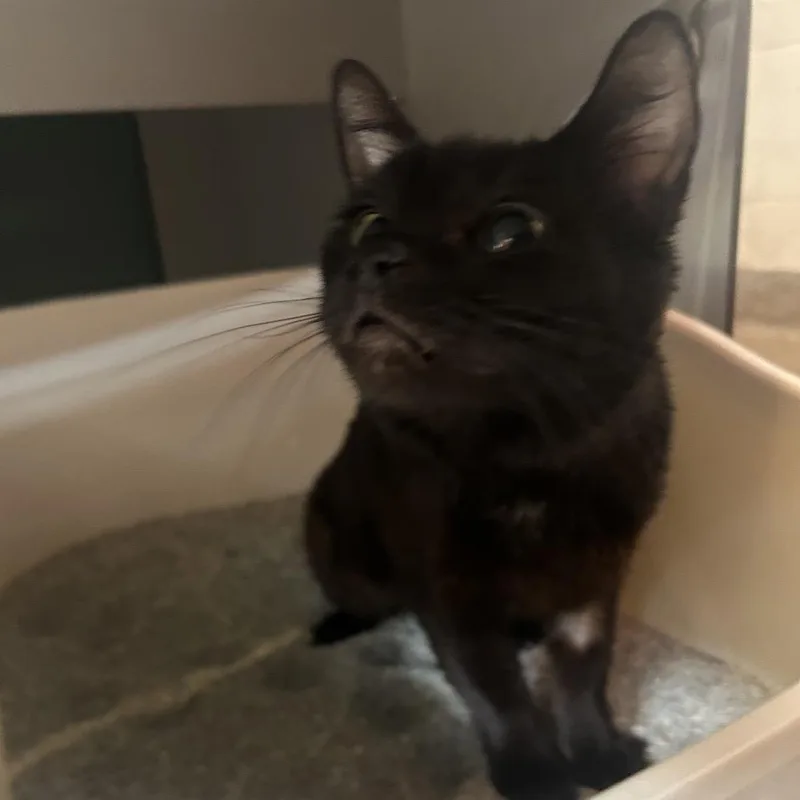 Lisa Frank thumbnail 5