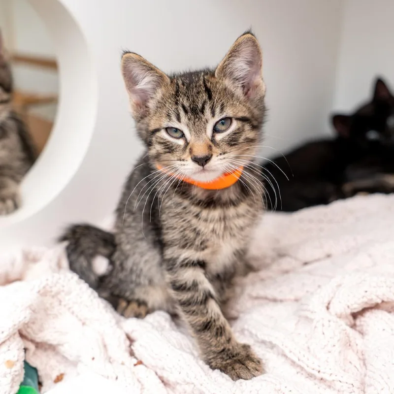 A baby small-sized male Brown / Chocolate Domestic Short Hair cat named Breeze for adoption in New York, NY