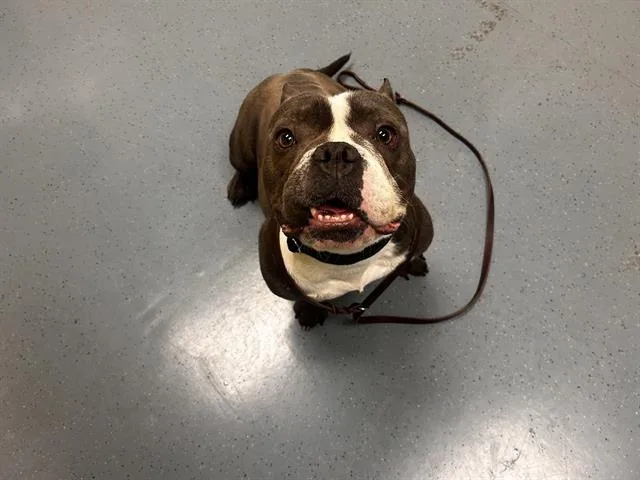 An adult medium-sized male English Bulldog dog named Muscle Tee for adoption in Denver, CO