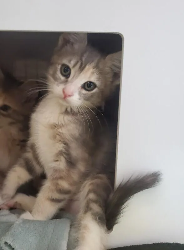 Meowth thumbnail 2