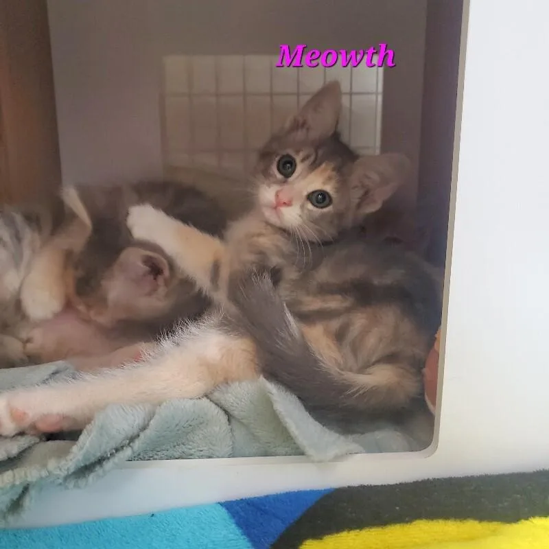 Meowth thumbnail 3