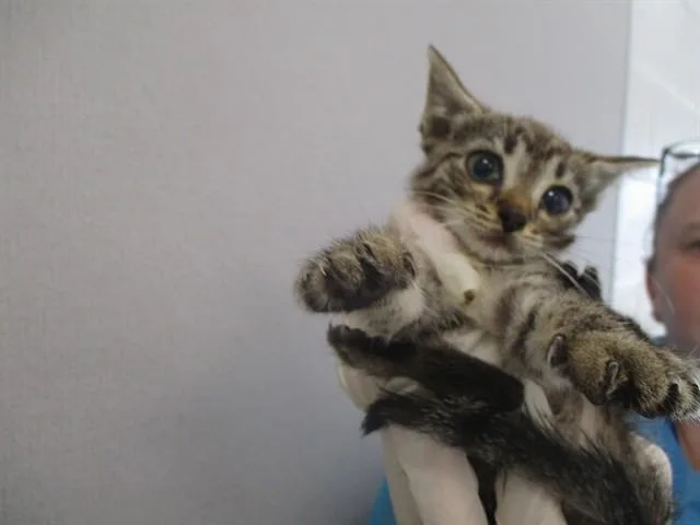 A baby small-sized female Domestic Short Hair cat named Diabolico for adoption in Ocala, FL
