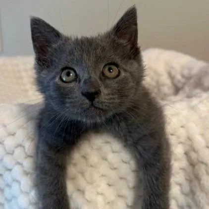 A baby small-sized female Domestic Short Hair cat named Susie for adoption in Cumming, GA