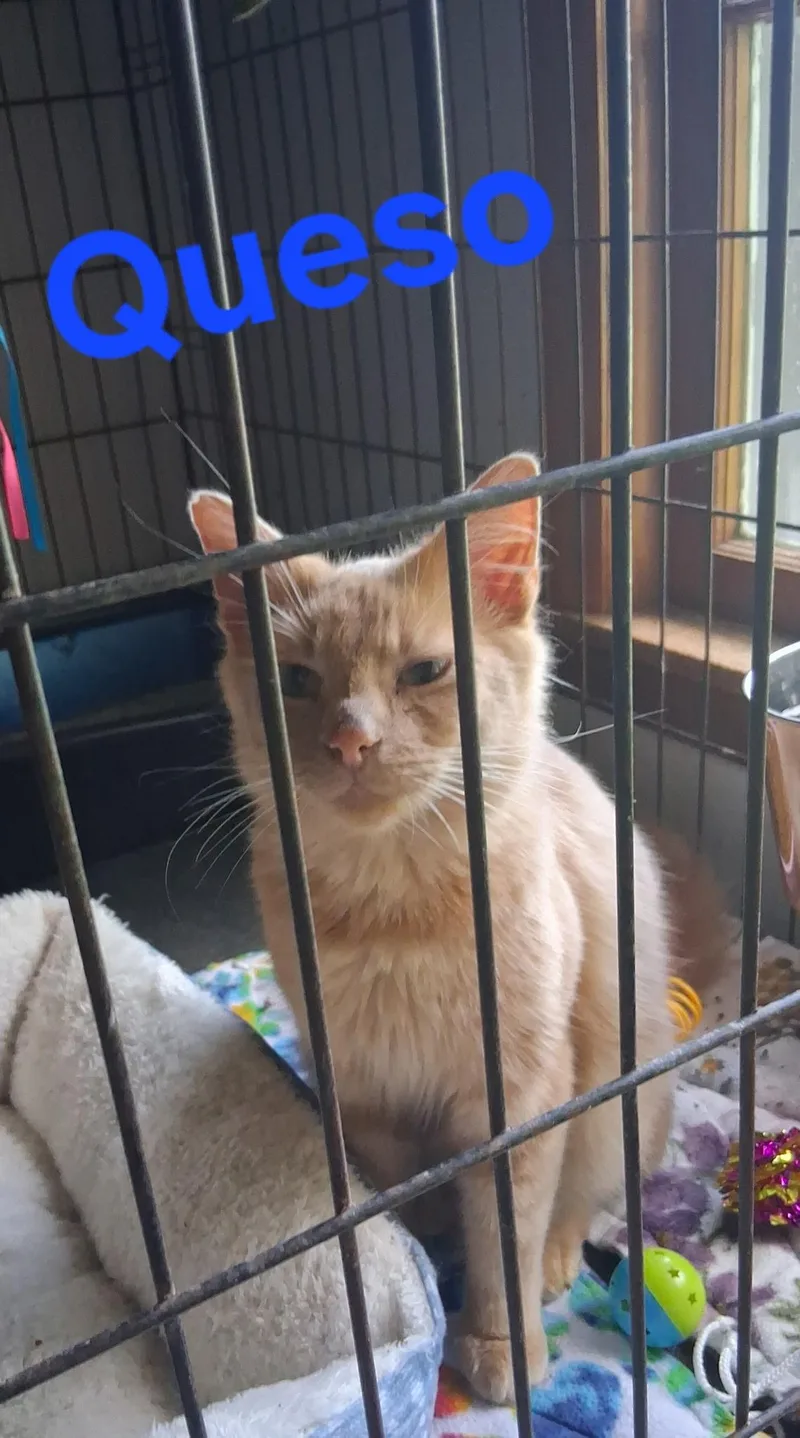 A young medium-sized male Domestic Medium Hair cat named Queso for adoption in Lynchburg, TN