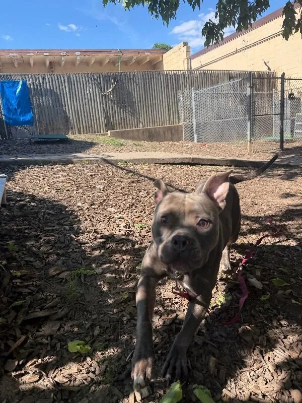 An adult large-sized female Gray / Blue / Silver Mixed Breed dog named Orbiter for adoption in Cincinnati, OH