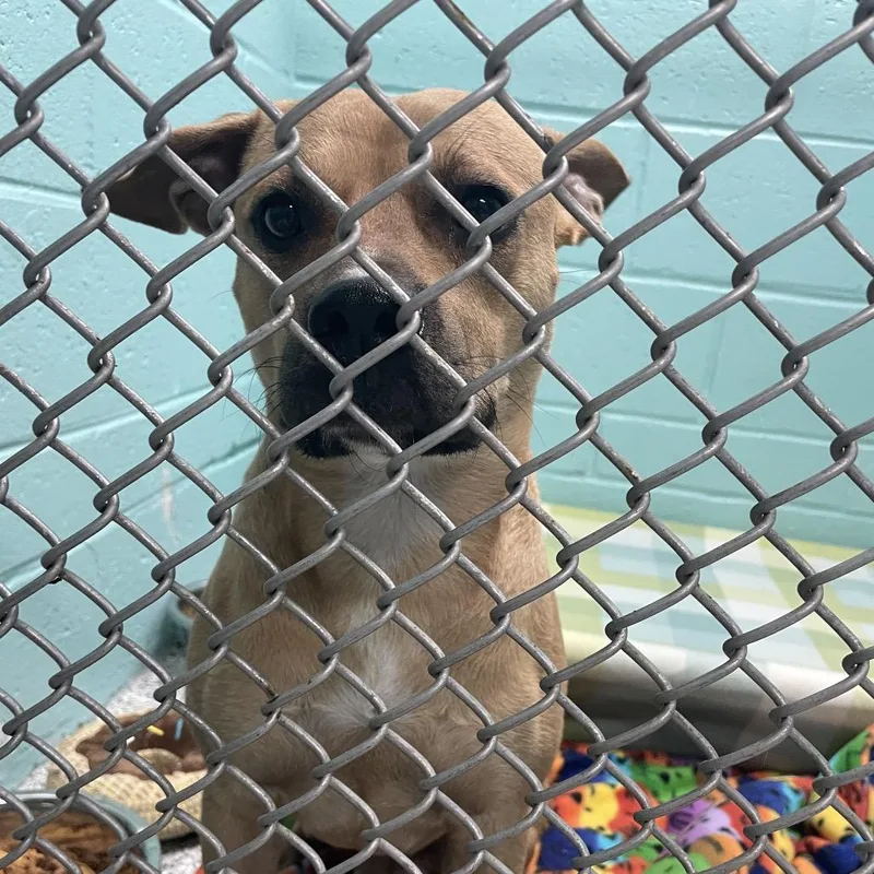 A young medium-sized male Brown / Chocolate Mixed Breed dog named Almond for adoption in Port Charlotte, FL