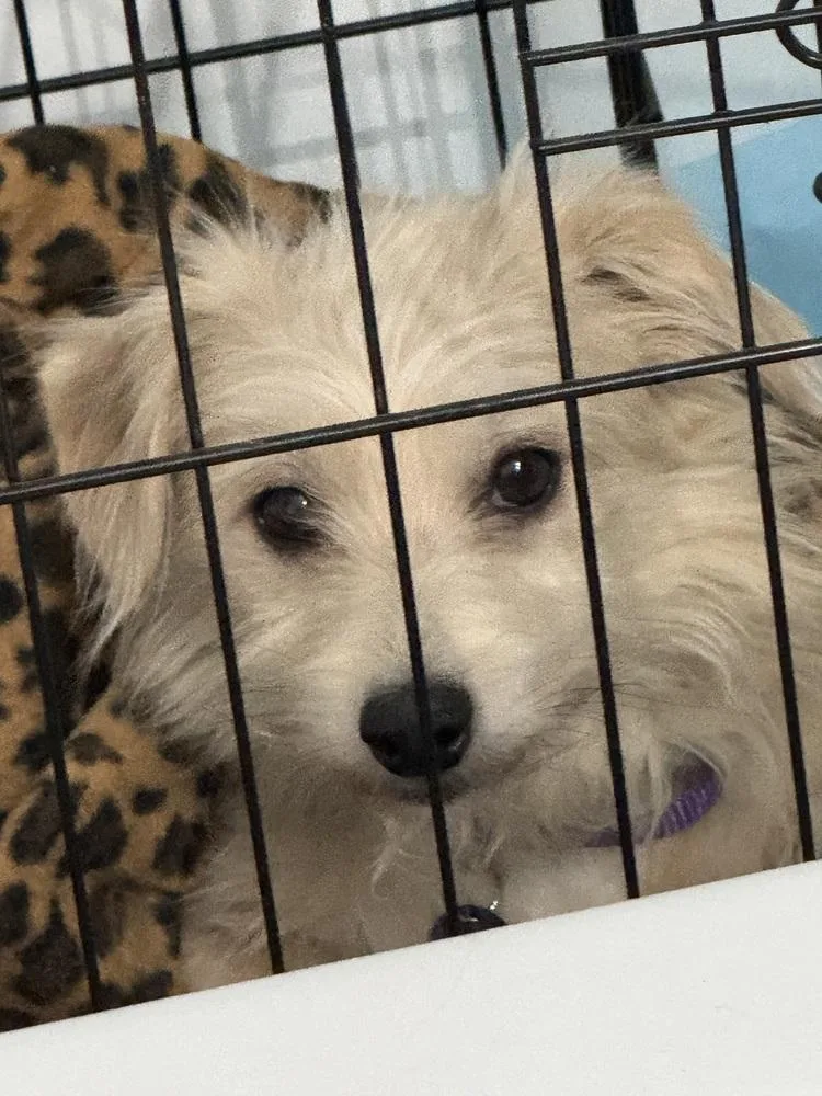 An adult small-sized male Brown / Chocolate Chihuahua dog named Wobble for adoption in Littleton, CO
