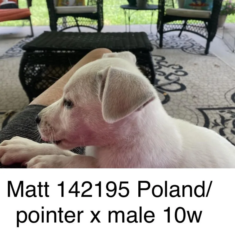 Matt