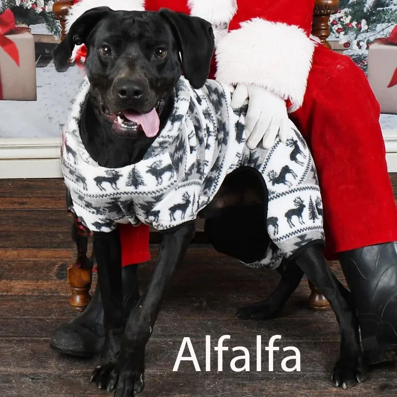 Alfalfa