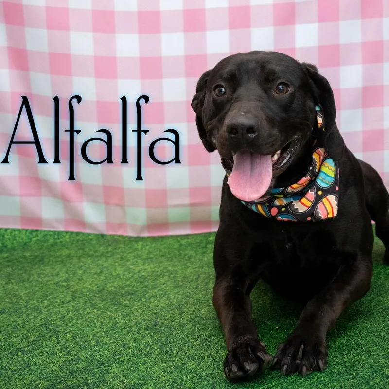 Alfalfa thumbnail 2