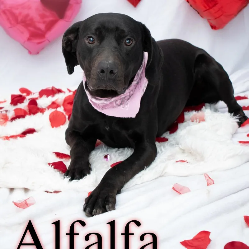 Alfalfa thumbnail 3