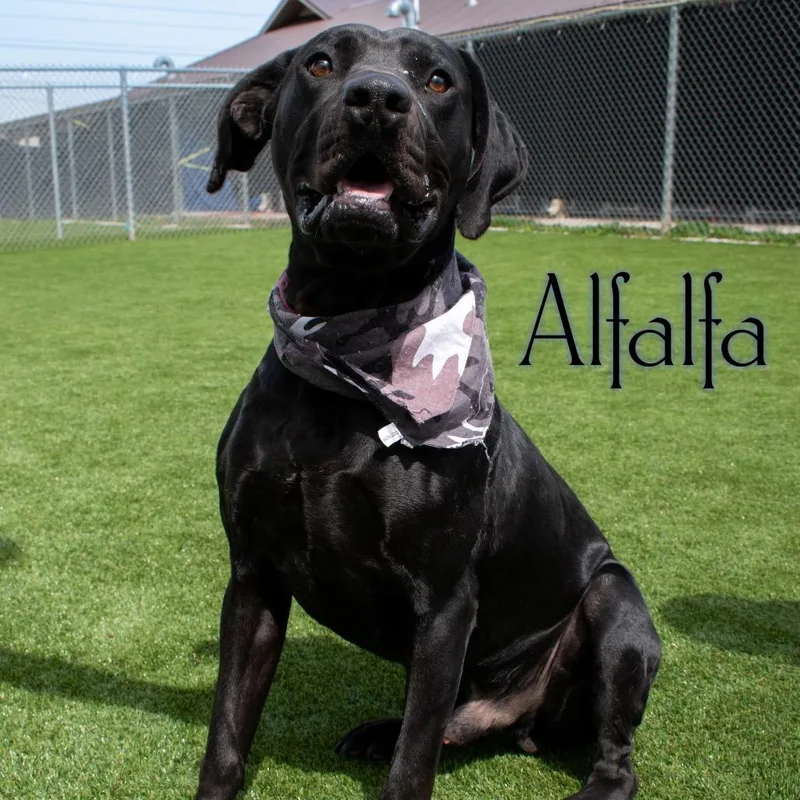 Alfalfa thumbnail 5