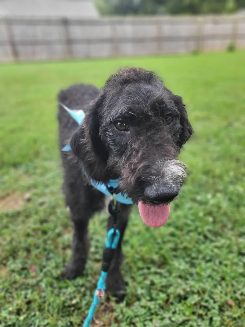 A young medium-sized male Black Labradoodle dog named Finn for adoption in Salisbury, NC