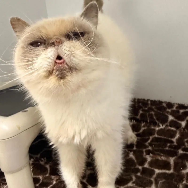 A senior small-sized female Lilac Point Persian cat named Matilda for adoption in Franklin, NC