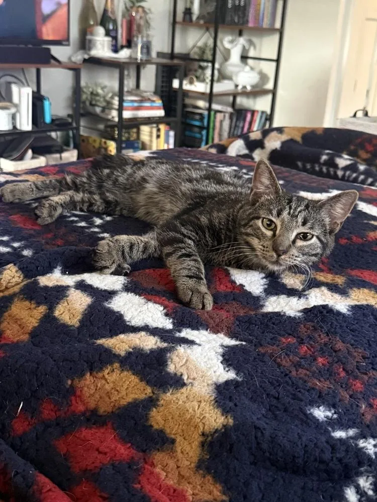A baby small-sized male Tabby (Brown / Chocolate) Domestic Short Hair cat named Andy for adoption in West Mifflin, PA