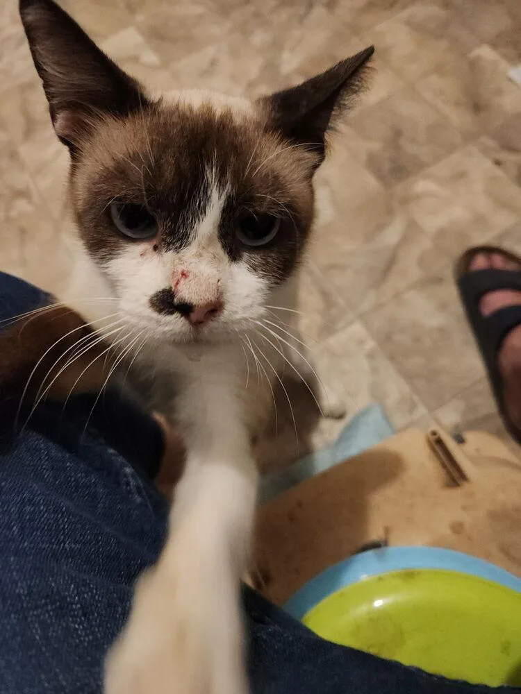 An adult medium-sized female Siamese cat named Henley for adoption in Dallas, TX
