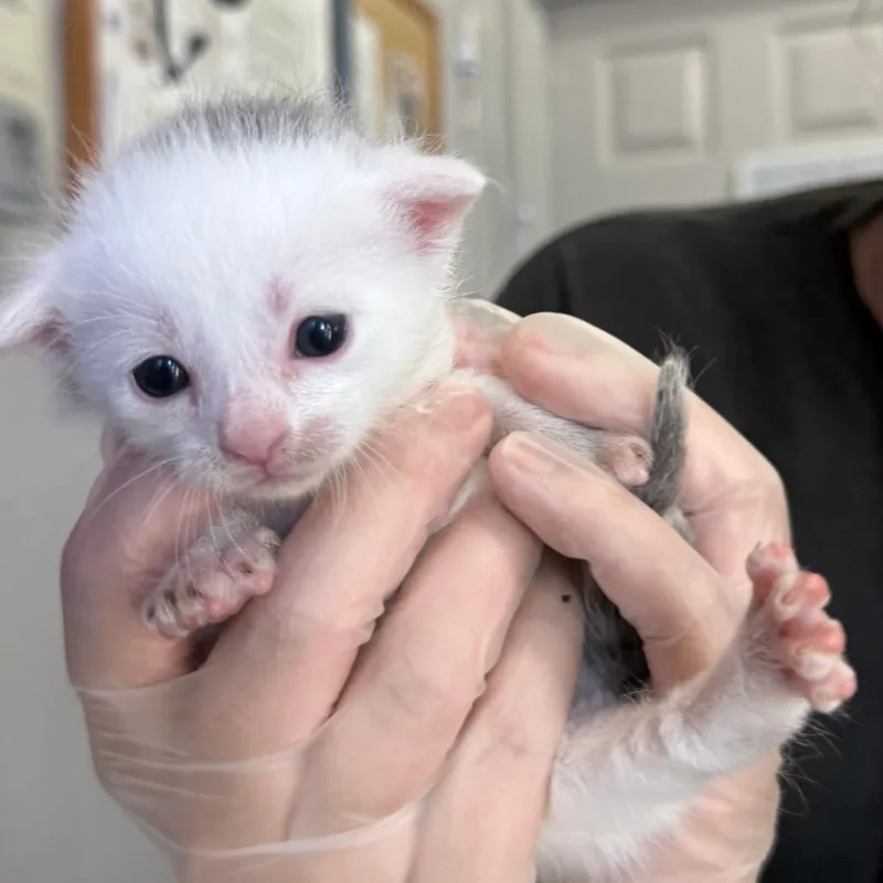 A baby small-sized male White Domestic Short Hair cat named King for adoption in Los Angeles, CA