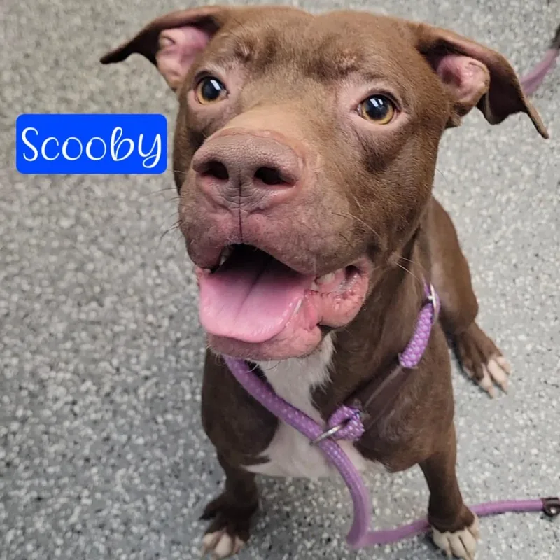 An adult medium-sized male Brown / Chocolate Pointer dog named Scooby for adoption in Parkersburg, WV