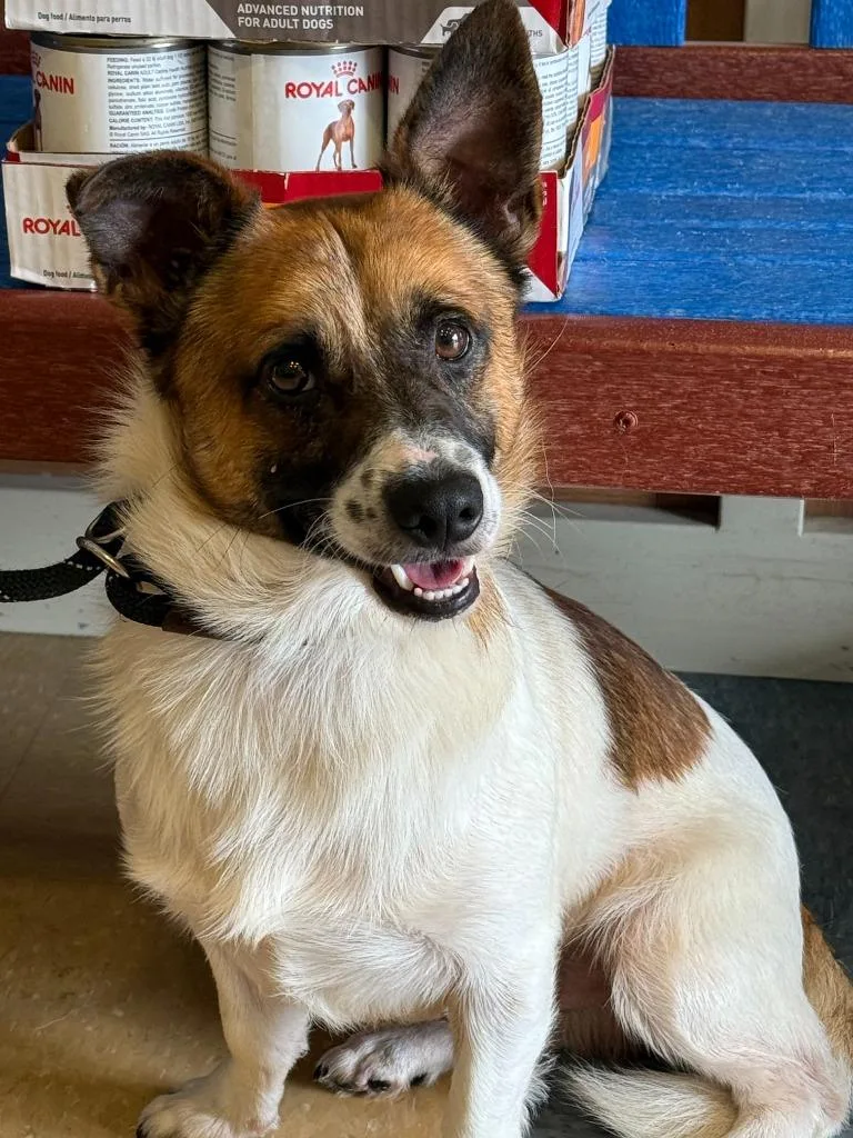A young small-sized male Jack Russell Terrier dog named Loki for adoption in Little Elm, TX