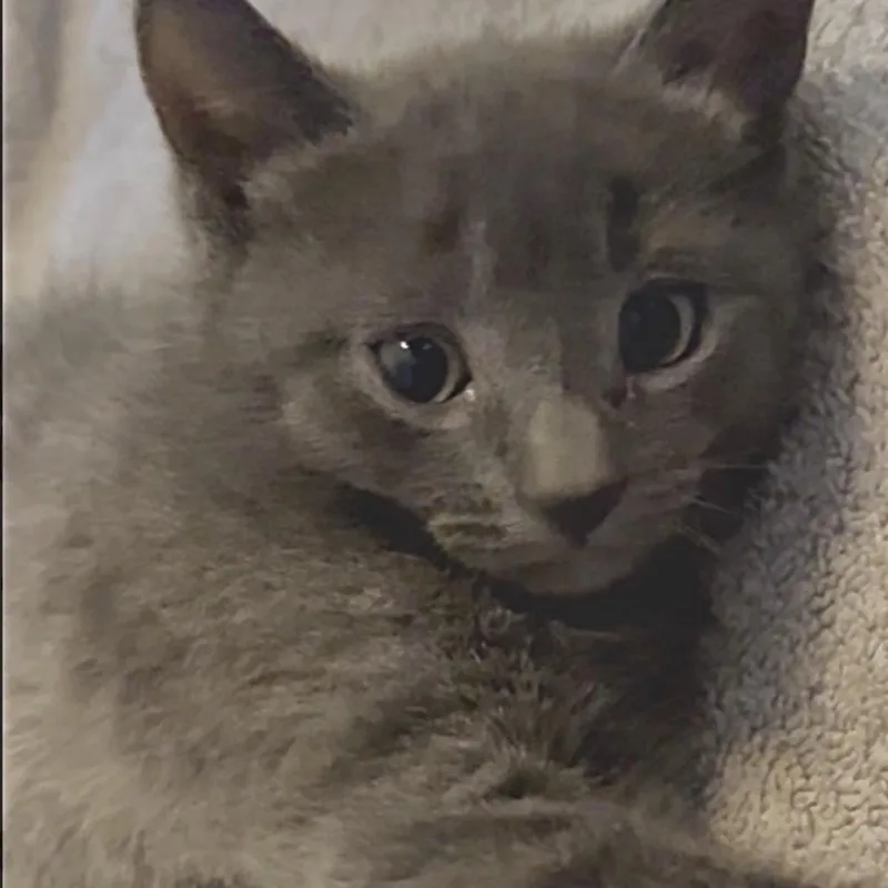 Basil