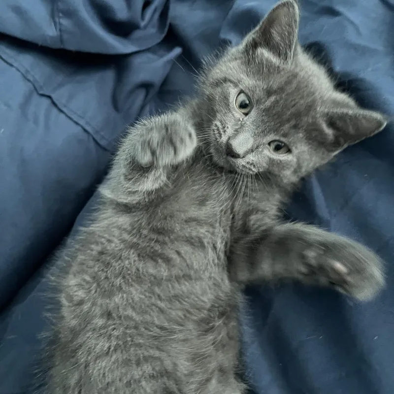 Basil thumbnail 2