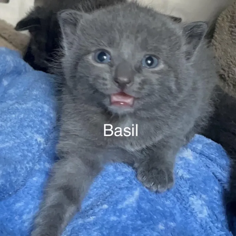 Basil thumbnail 4