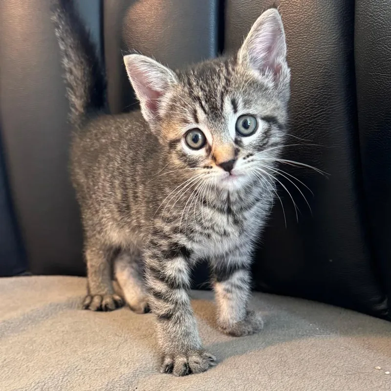 A baby small-sized female Brown / Chocolate Domestic Short Hair cat named Timid for adoption in Tacoma, WA