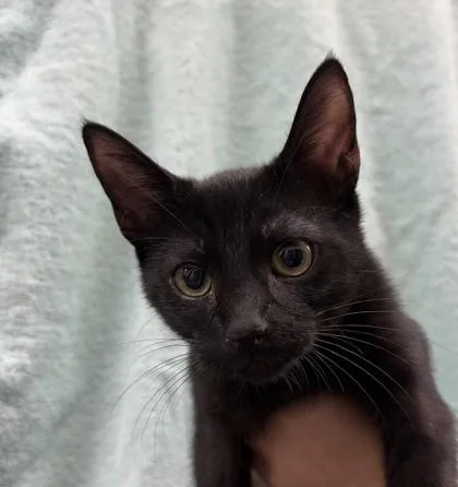 A baby small-sized female Domestic Short Hair cat named Ciara Miller for adoption in Honolulu, HI