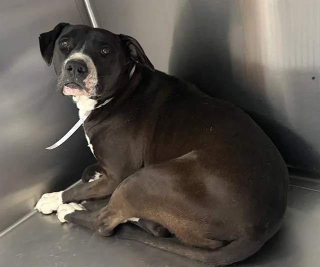 An adult large-sized female Pit Bull Terrier dog named Luna for adoption in Lancaster, CA