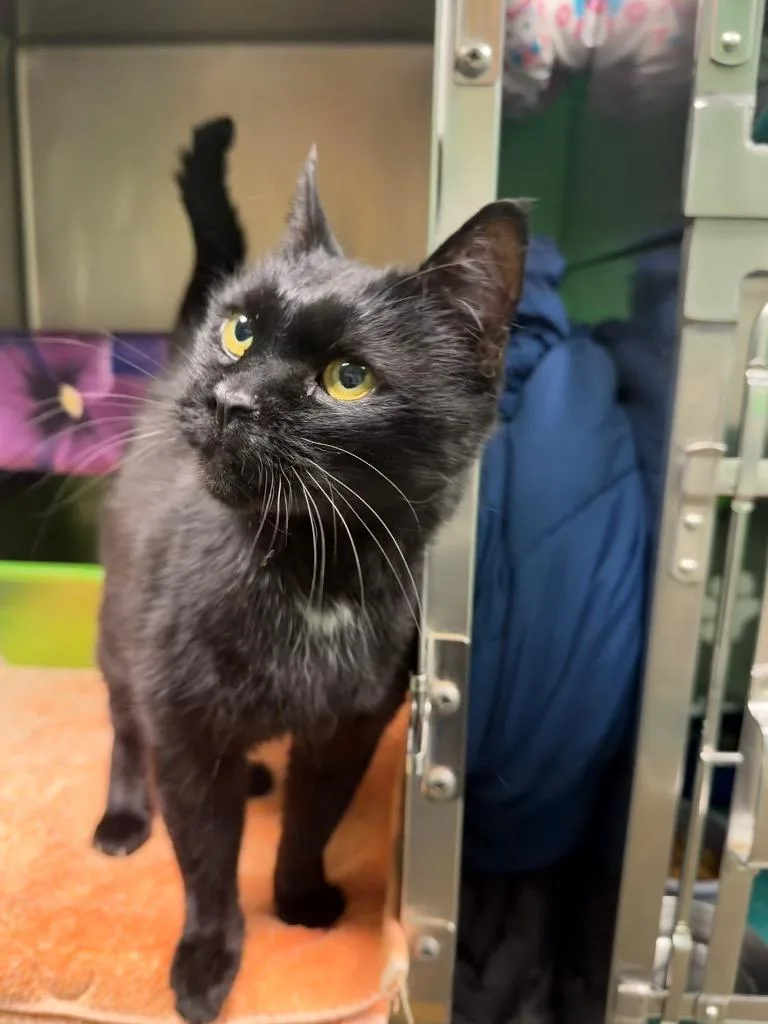 An adult large-sized male Domestic Short Hair cat named Mo for adoption in Olean, NY