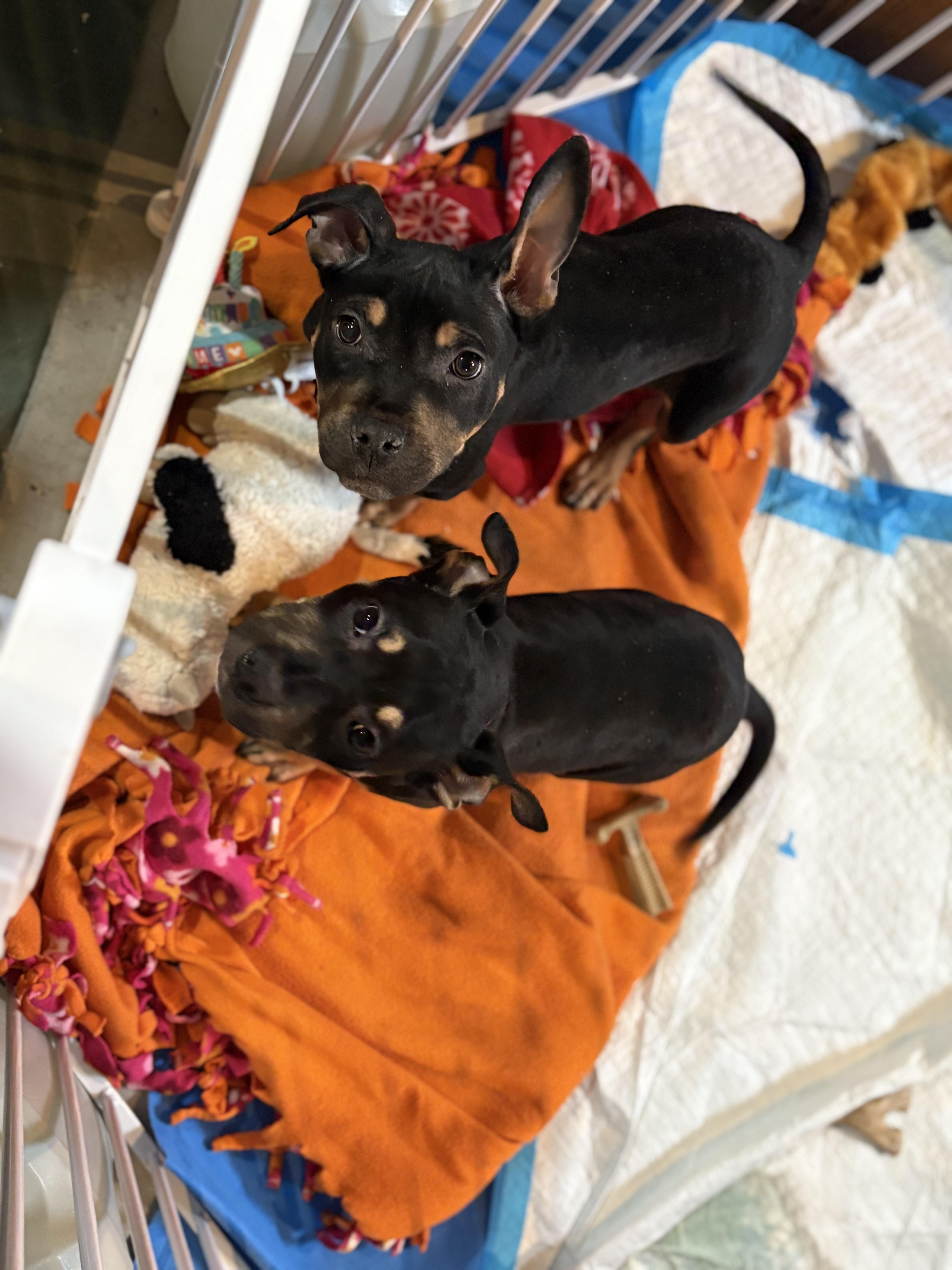 Misdemeanor thumbnail 2