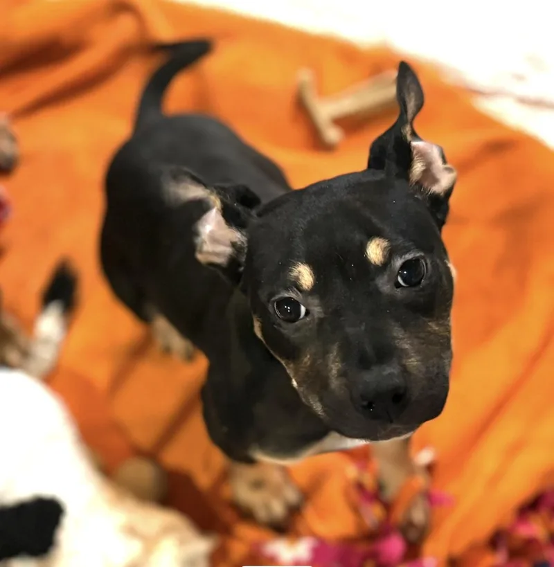 Misdemeanor thumbnail 3