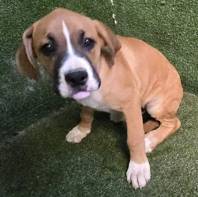 A baby small-sized male Boxer dog named Obito for adoption in Lancaster, CA