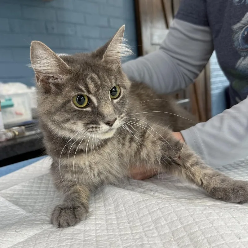 An adult small-sized female Gray / Blue / Silver Domestic Medium Hair cat named Mystique Rayburn for adoption in Woodstock, VA