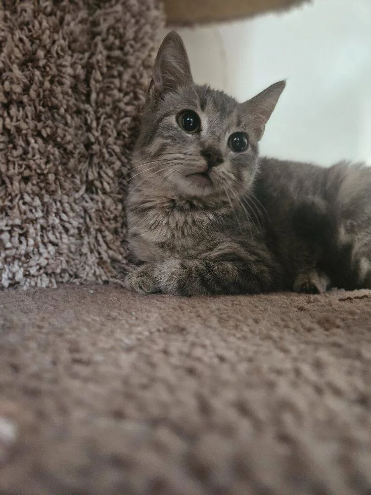 A young small-sized male Gray / Blue / Silver Domestic Short Hair cat named Winky for adoption in San Leon, TX