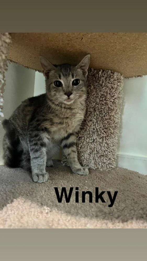 Winky thumbnail 2