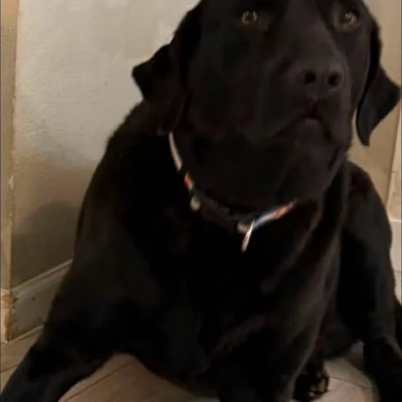 An adult large-sized male Black Labrador Retriever dog named Grumples for adoption in Crofton, MD