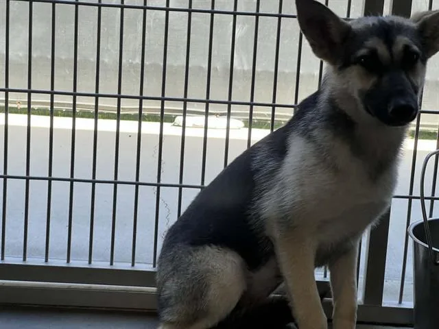 A baby small-sized female German Shepherd Dog dog named Mandragora for adoption in Tustin, CA