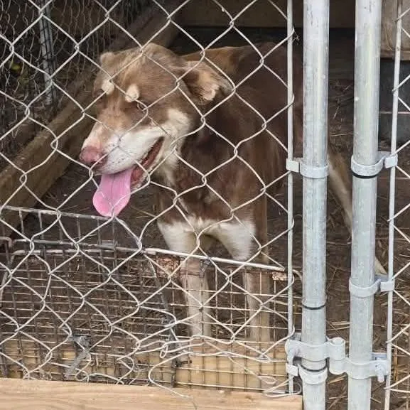 An adult large-sized male Husky dog named Kodi for adoption in Washington, DC