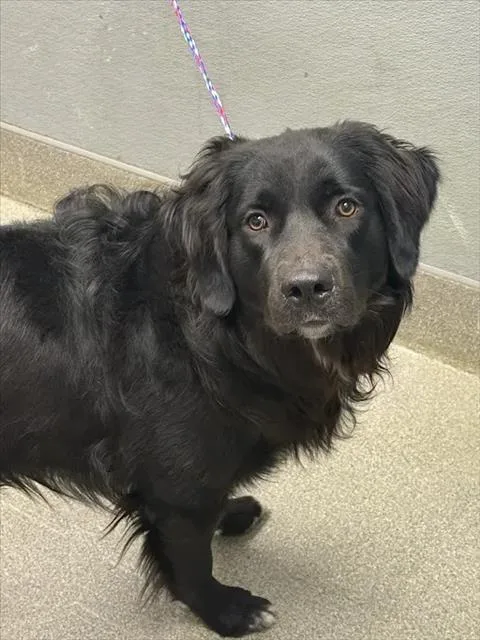 A young large-sized male Flat-Coated Retriever dog named Bear for adoption in Las Vegas, NV