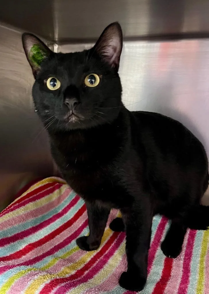 A young medium-sized male Domestic Short Hair cat named Lil Caesar for adoption in Cincinnati, OH