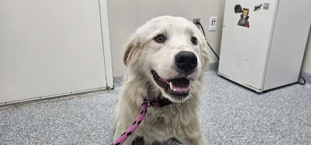A young large-sized male Great Pyrenees dog named Größe for adoption in Garland, TX