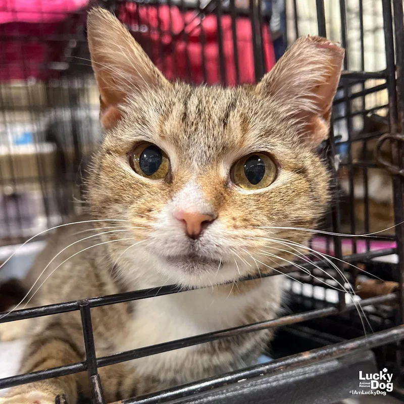 Rosemarie thumbnail 2